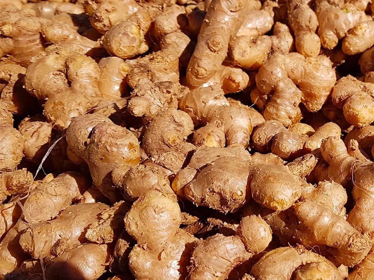 Gingembre Frais d'Afrique 500g - Food & Cuisine - Marseille