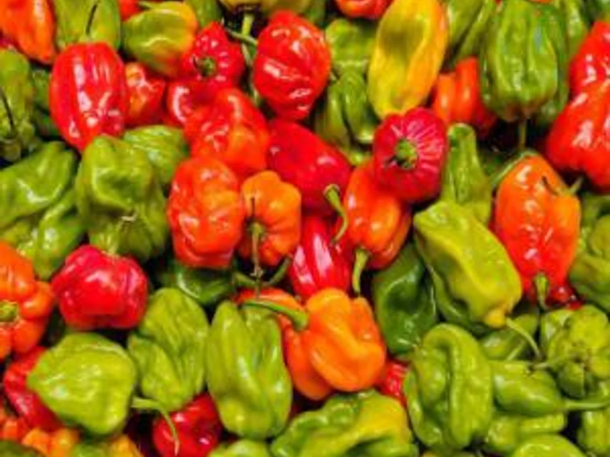 Piment Frais Africain (Barquette) - Épicerie - Marseille